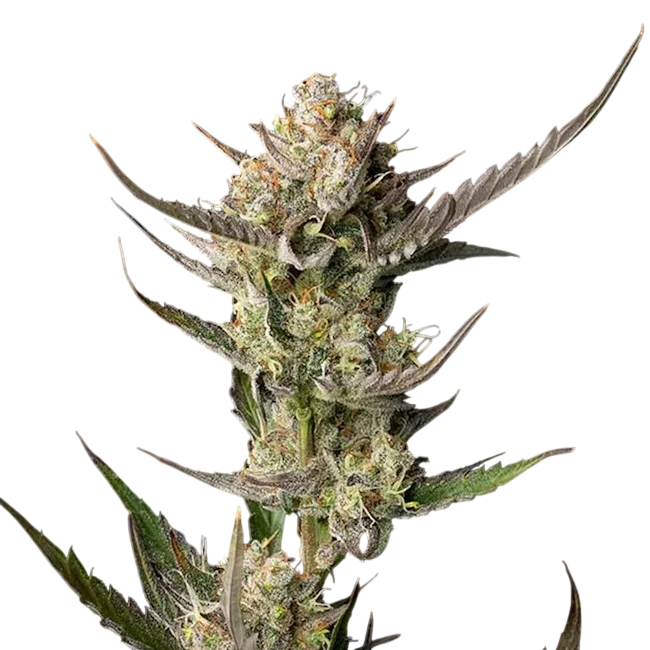 OG Kush | PHOTOFEM | Seedsman
