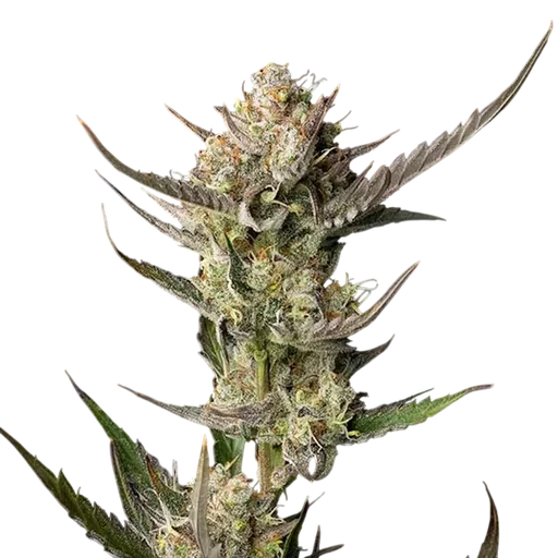 OG Kush