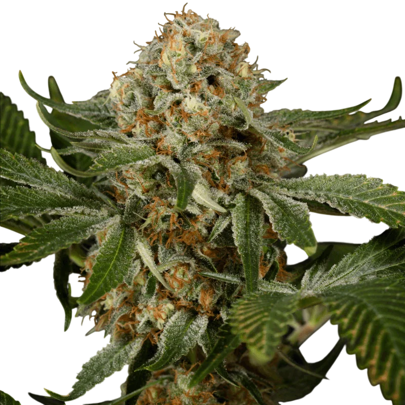 OG Kush | PHOTOFEM | Silent Seeds