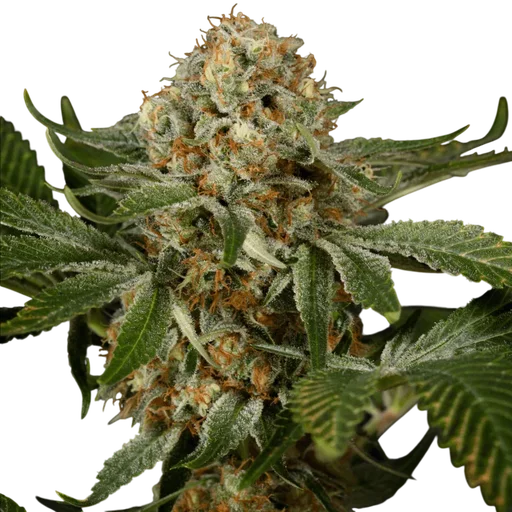 OG Kush