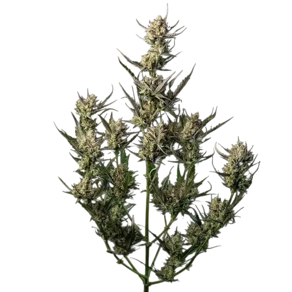 OG Kush | PHOTOFEM | Tiger One Bulk