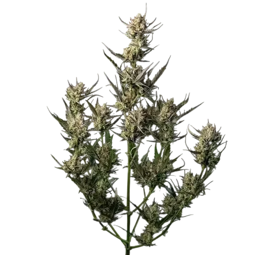 OG Kush