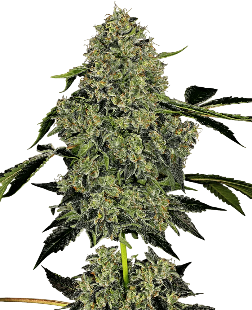 OG Kush Auto | AUTOFEM | White Label Seed Company