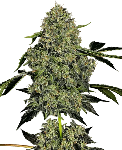 OG Kush Auto