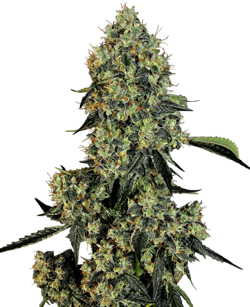 OG Kush | PHOTOFEM | White Label Seed Company
