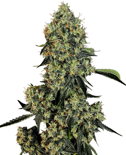 OG Kush