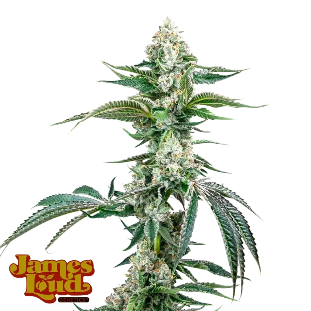 OG Kush F4 IBL Auto | AUTOFEM | James Loud Genetics