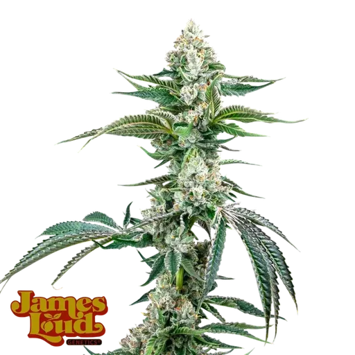 OG Kush F4 IBL Auto