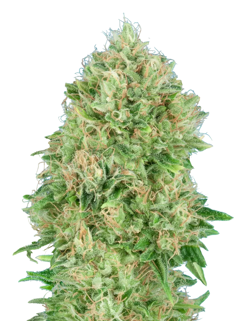 OG Kush SFV | PHOTOFEM | Advanced Seeds