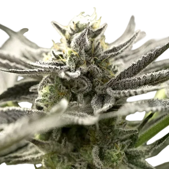 OGKZ Auto | AUTOFEM | Humboldt Seed Org.