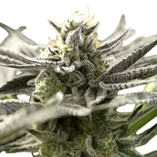 OGKZ Auto