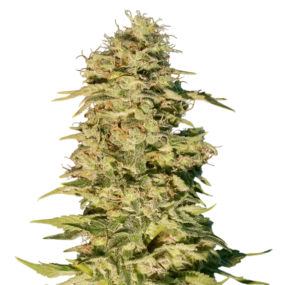 OG Lemon Bilbo | PHOTOFEM | Genehtik Seeds