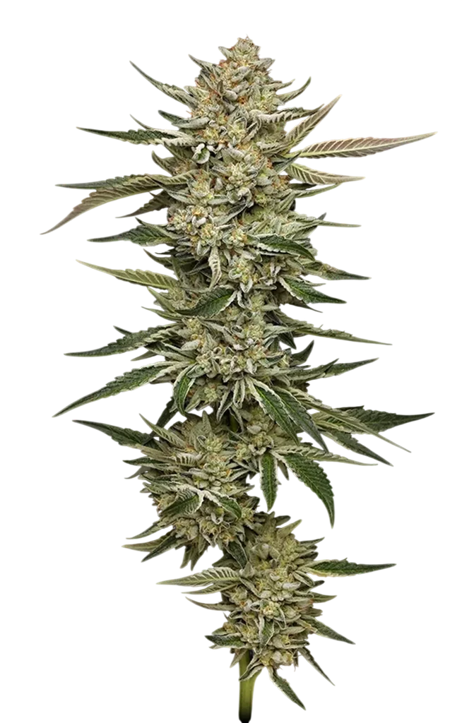 OG Triploid Auto | AUTOFEM | Humboldt Seed Co.
