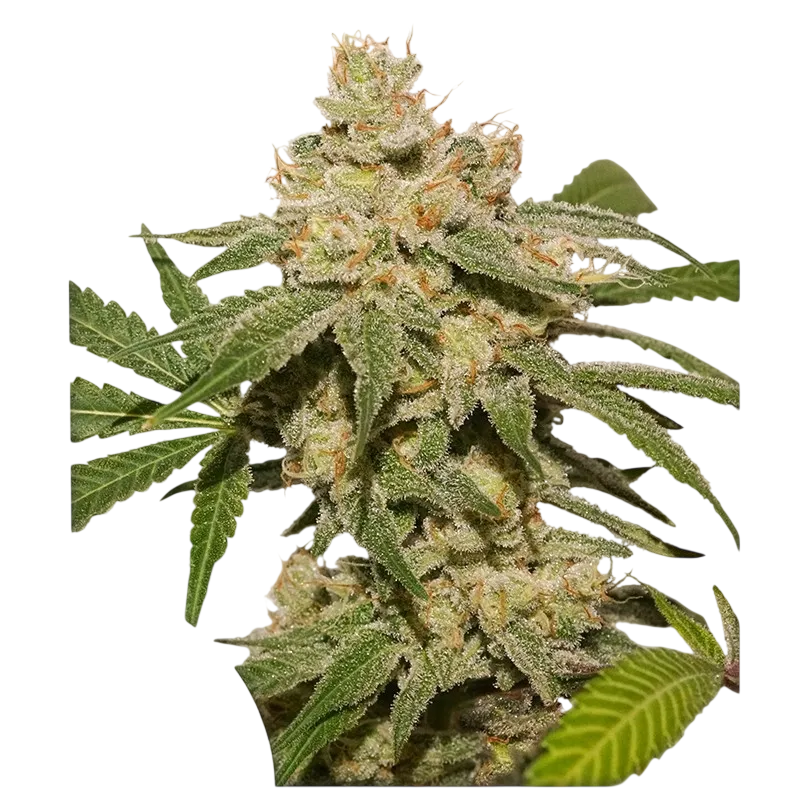 Oh My Gusher Auto | AUTOFEM | Dutch Passion