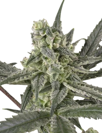 Old School | PHOTOFEM | Ripper Seeds