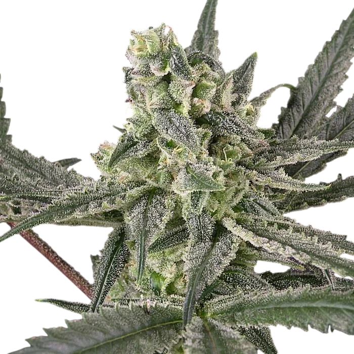 Old School | PHOTOFEM | Ripper Seeds