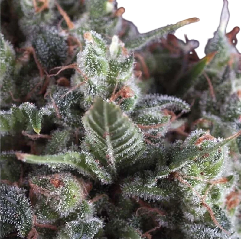 Olympia Auto | AUTOFEM | Pyramid Seeds