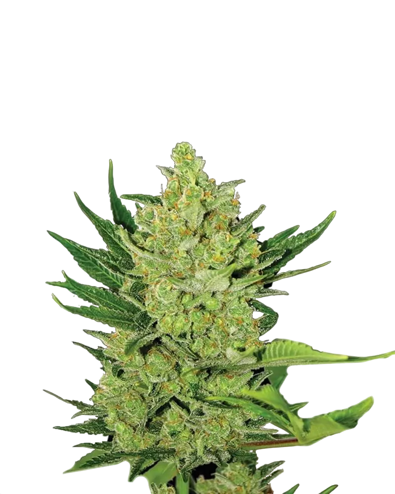 Big Bud Auto | AUTOFEM | Nirvana Seeds