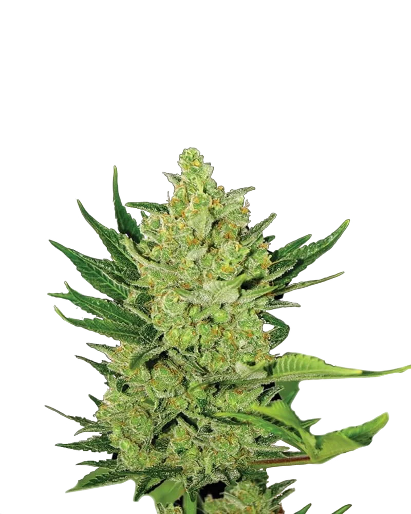 Big Bud Auto – Produktansicht