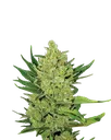 Big Bud Auto | AUTOFEM | Nirvana Seeds