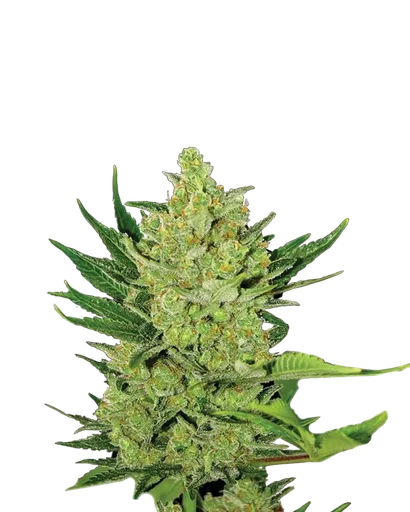 Big Bud Auto