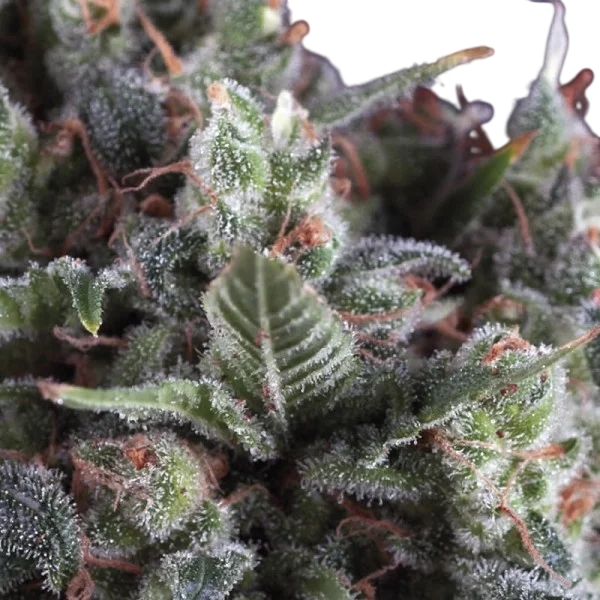 Olympia | PHOTOFEM | Pyramid Seeds