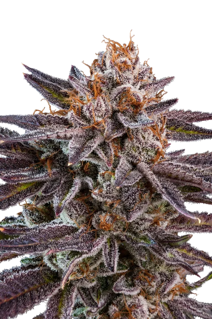 OMG | PHOTOFEM | Ripper Seeds