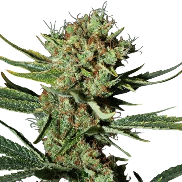 Only CBD | PHOTOFEM | Eva Seeds