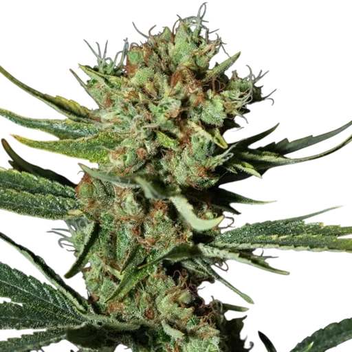 Only CBD