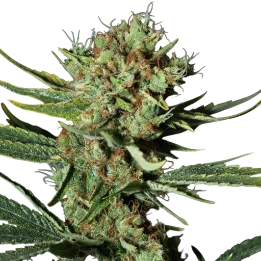Only CBD