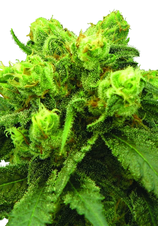 Big Bud | PHOTOREG | Nirvana Seeds