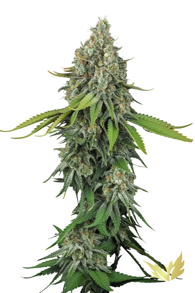 Opium | PHOTOFEM | Paradise Seeds
