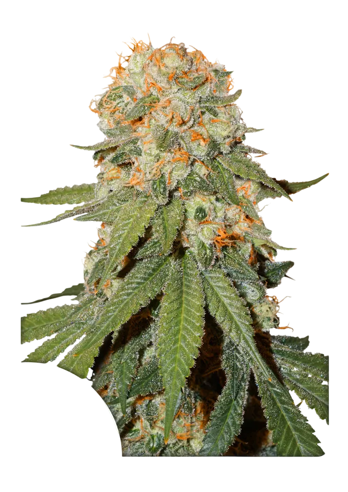 Orange Bud | PHOTOFEM | Dutch Passion