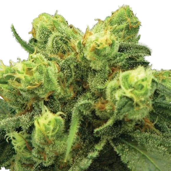 Big Bud – Produktansicht
