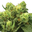 Big Bud | PHOTOFEM | Nirvana Seeds