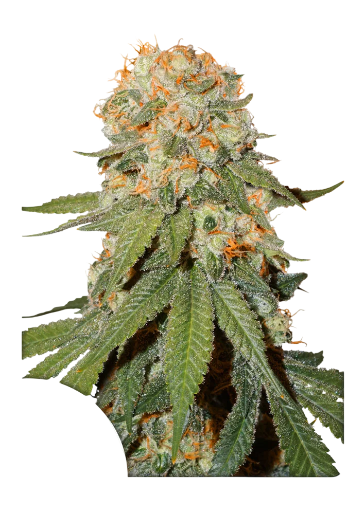 Orange Bud | PHOTOFEM | Dutch Passion