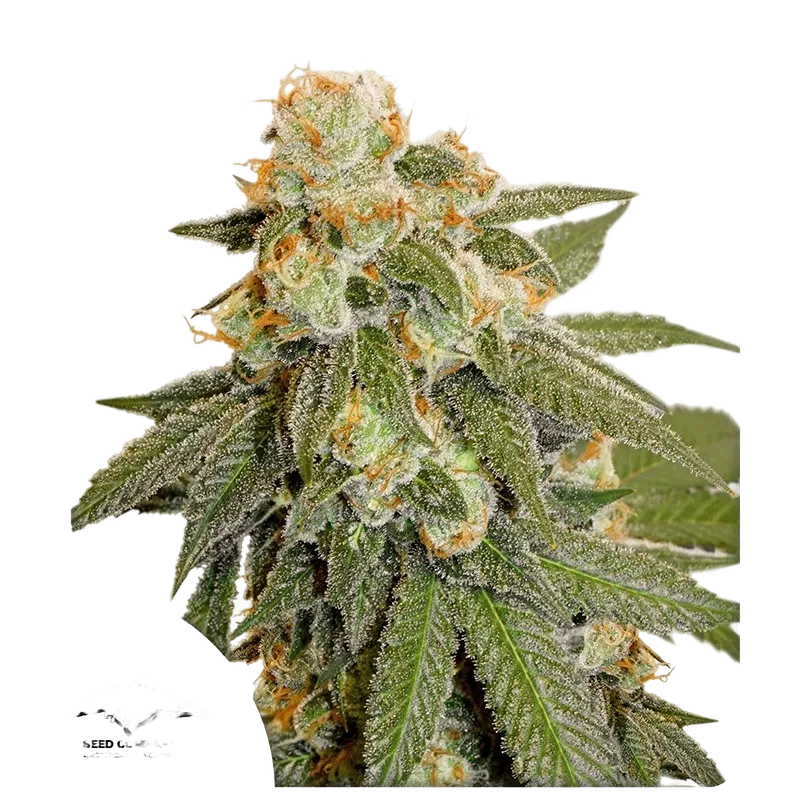Orange Bud Auto | AUTOFEM | Dutch Passion
