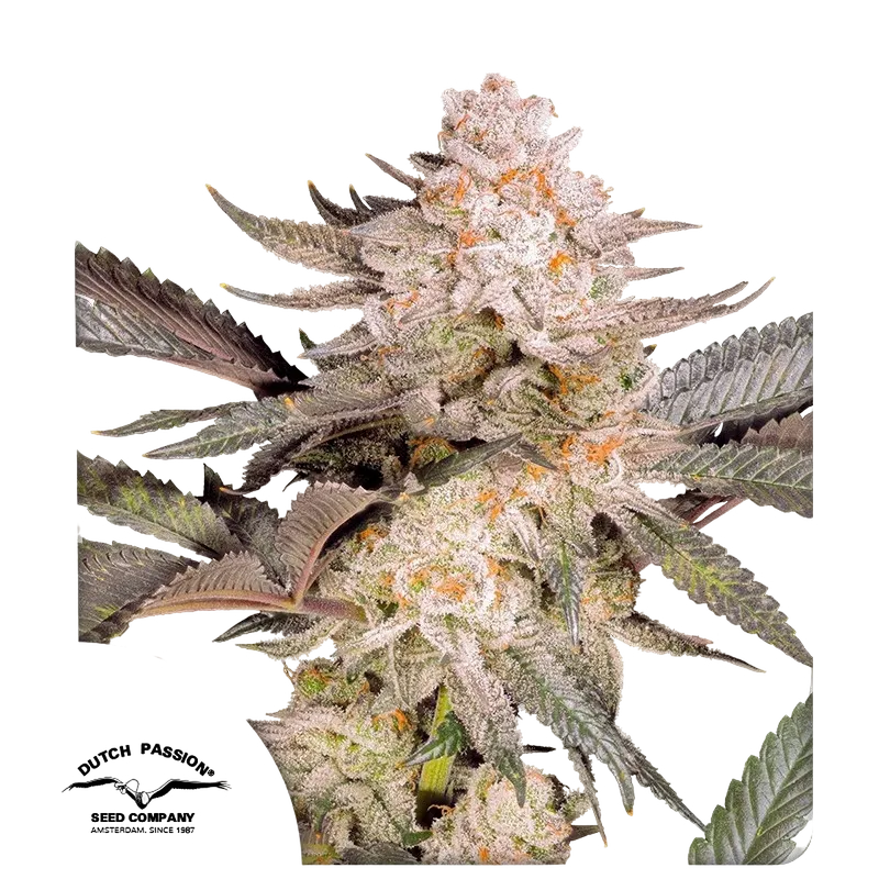 Orange Bud 2.0 | PHOTOFEM | Dutch Passion