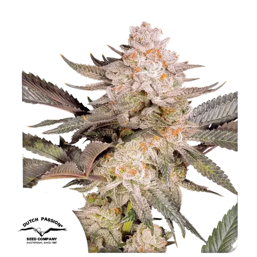 Orange Bud 2.0