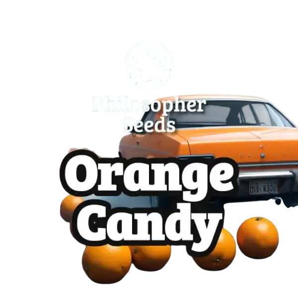 Orange Candy | PHOTOFEM | Philosopher Seeds