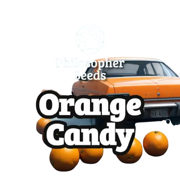 Orange Candy | PHOTOFEM | Philosopher Seeds
