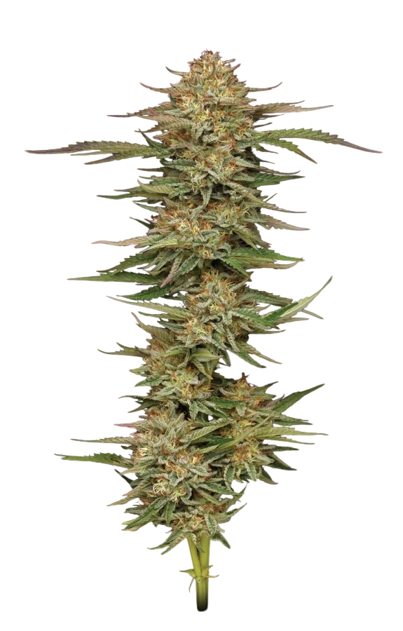 Orange Creampop – Produktansicht