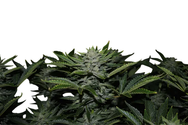 Orange Diesel Auto | AUTOFEM | Mephisto Genetics