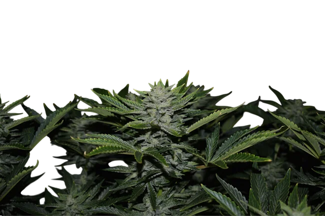 Orange Diesel Auto | AUTOFEM | Mephisto Genetics
