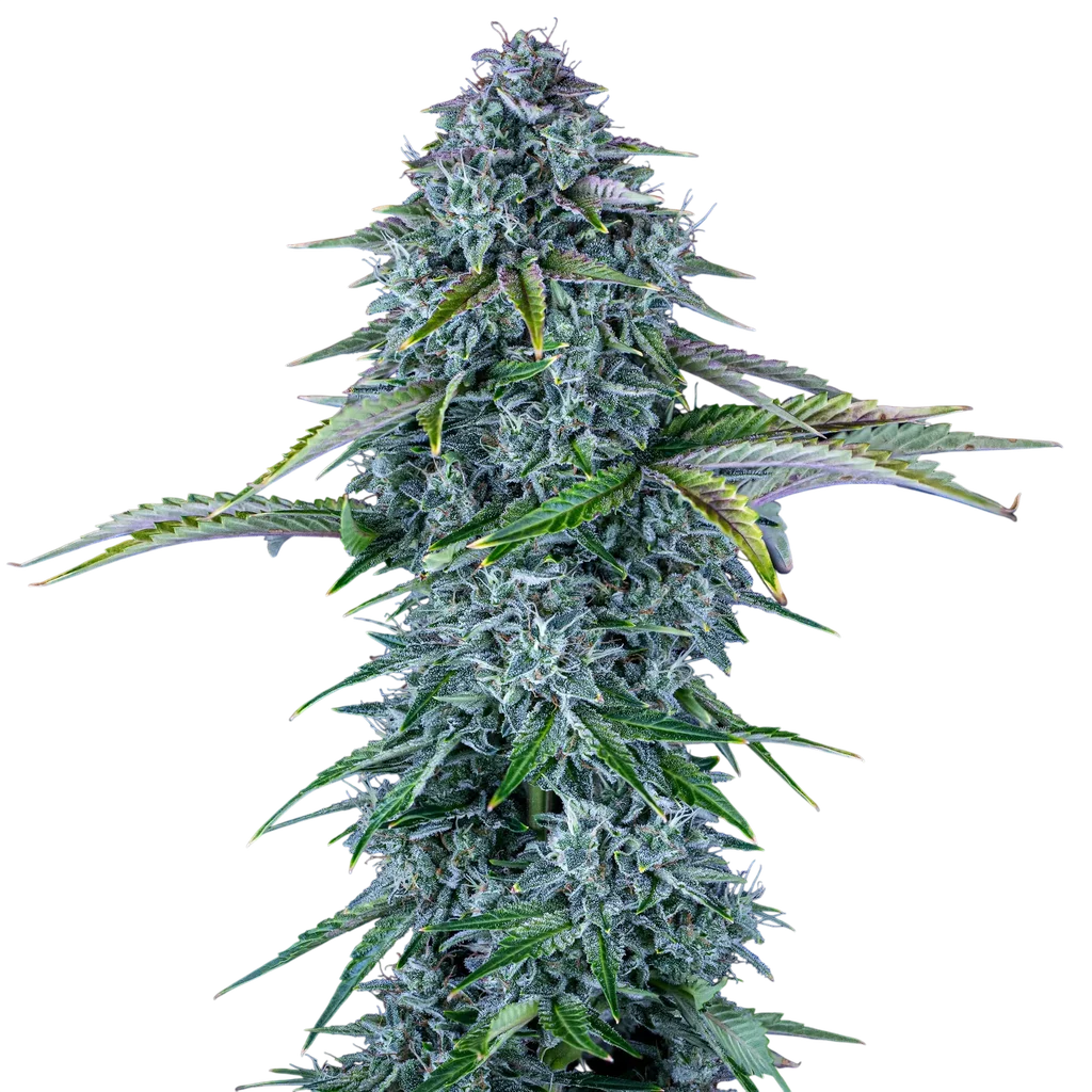 Orange Diesel Auto – Produktansicht