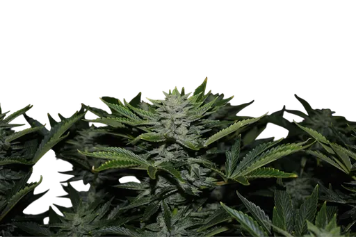 Orange Diesel Auto | AUTOFEM | Mephisto Genetics