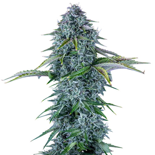 Orange Diesel Auto