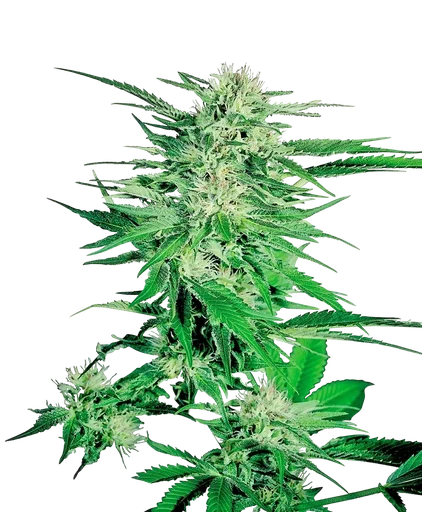 Big Bud