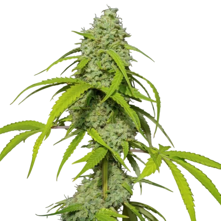 Orange Kush Auto | AUTOFEM | Eva Seeds