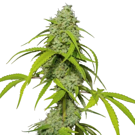 Orange Kush Auto